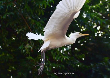 Buffalo relaxing ! .. .. Crane flying! !! Buffalo relaxing ! .. .. Crane flying! !!