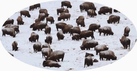 Fading glory of Yellow stone Park ~ luck coins spoilt ...