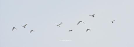 flying white birds - Herons or Egrets ! - ஓடுமீன் ஓட உறுமீன் வருமளவும்