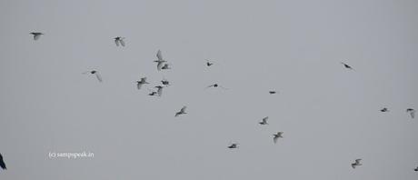flying white birds - Herons or Egrets ! - ஓடுமீன் ஓட உறுமீன் வருமளவும்