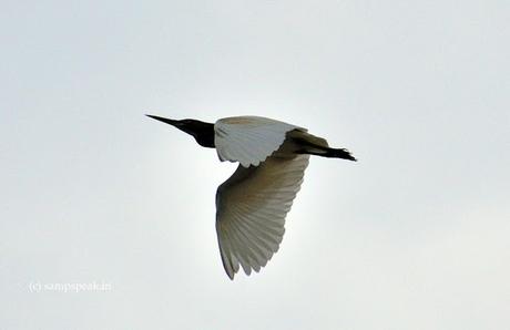 flying white birds - Herons or Egrets ! - ஓடுமீன் ஓட உறுமீன் வருமளவும்
