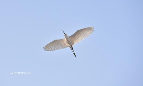 flying white birds - Herons or Egrets ! - ஓடுமீன் ஓட உறுமீன் வருமளவும்