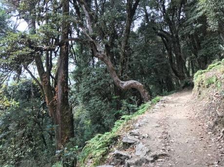 Sikkim-forest