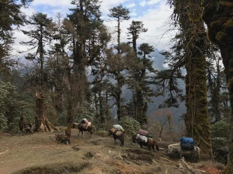trekking-in-sikkim-horses-carrying-luggage-through-the-mountains