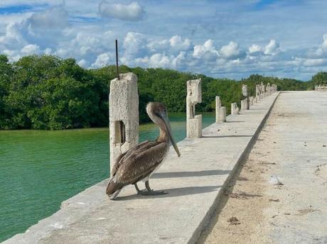 pelican-in-yucatan-nature-reserve