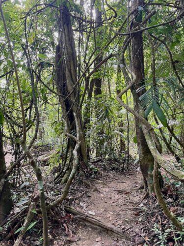 path-through-the-jungle-palenque-chiapas
