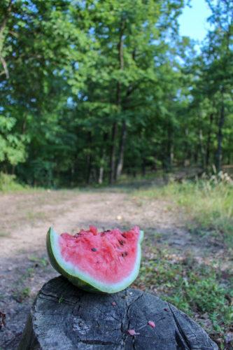 eating-watermelon-in-a-forest-in-romania