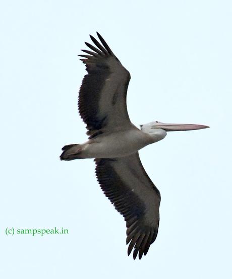 Pelican spotted !!
