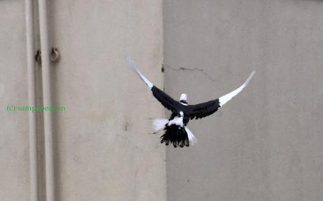 a half-white Pigeon !!