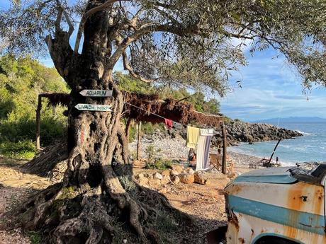 old-tree-with-towels-drying-in-the-sun