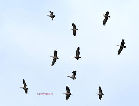 Pelicans - perfect 10