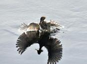 Little Bird Catching Fish