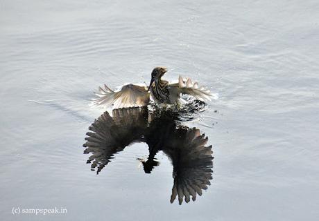 a little bird catching fish !!