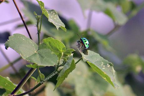 Nature's marvel - Pon vandu !! - Jewel box bug !! Nature's marvel - Pon vandu !! - Jewel box bug !!