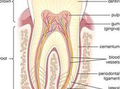 Cementum: Structure, Types, Function