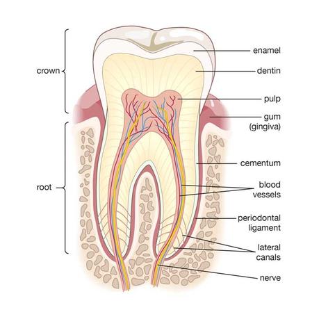 Cement in dentistry