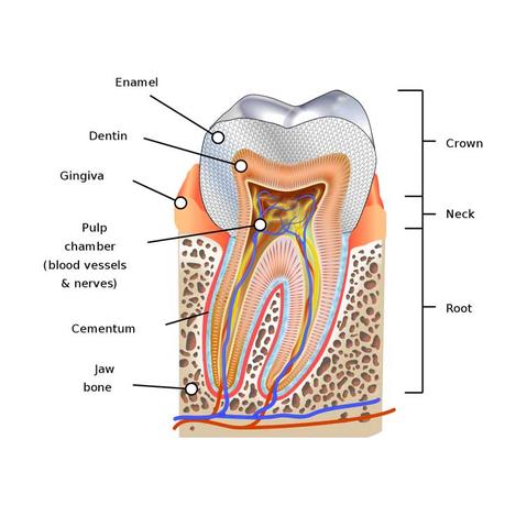 Cement in dentistry