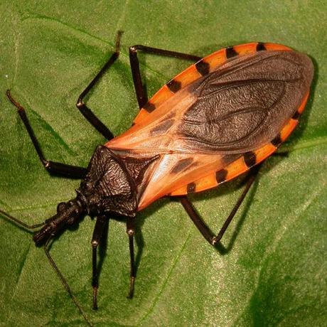 Hemiptera – Kissing Bugs