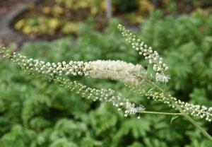 Best herbs to ease menopause symptoms