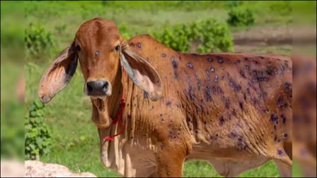 Ayurvedic Management of Lumpy Skin Disease in Cows and Buffaloes