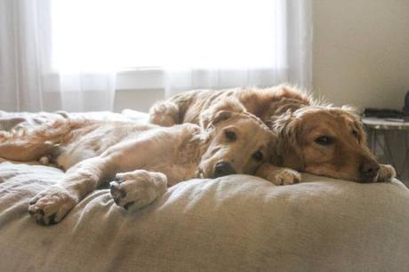 It Was Made Obvious It Was Made Obvious