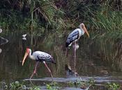 Painted Stork நாராய் செங்கால்