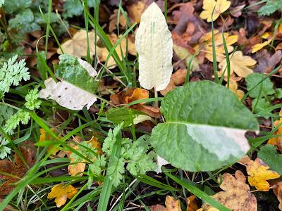 Rumex obtusifolius - the variegated one