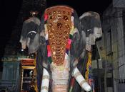 Love Elephants This Real