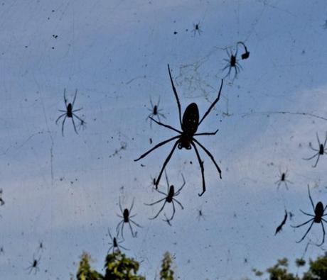 A Rain of Spiders – Argentina