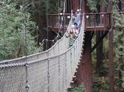 VIEW FROM TREETOPS: Redwood Walk, Eureka, California