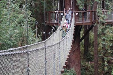 VIEW FROM THE TREETOPS: Redwood Sky Walk, Eureka, California