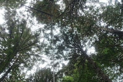 VIEW FROM THE TREETOPS: Redwood Sky Walk, Eureka, California