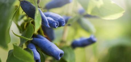 Honeyberry: Benefits, nutrition and side effects