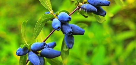 Honeyberry: Benefits, nutrition and side effects