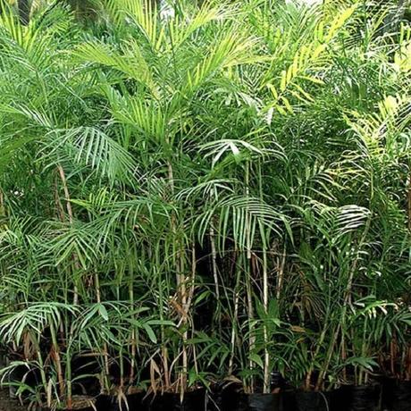 Bamboo Palm (Chamaedorea seifrizii)