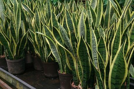 Snake Plant/Mother-in-Law’s Tongue (Sansevieria trifasciata)