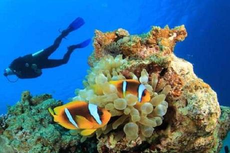 Ten of The Worlds Best Places To Go Scuba Diving