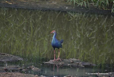 Simply blue-hens !?!?  or  Western Swamphen ?!?!?