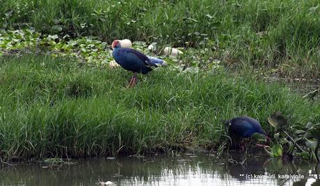 Simply blue-hens !?!?  or  Western Swamphen ?!?!?