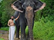 Elephant Impersonation