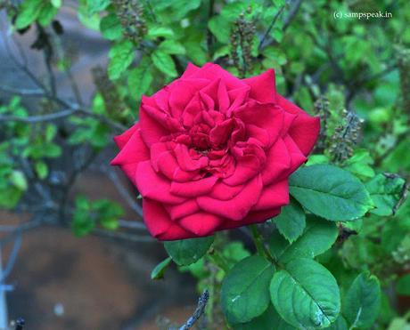 morning blooms a beautiful Rose
