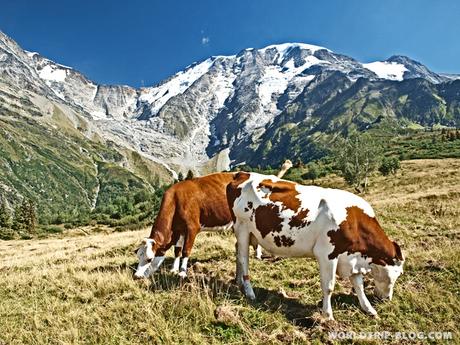 Cows along the Tour du Mont Blanc