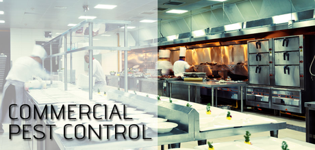 Why You Need Commercial Pest Control Services?