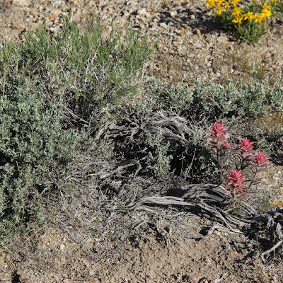 Devil's Playground—another intrusion, this one with wildflowers