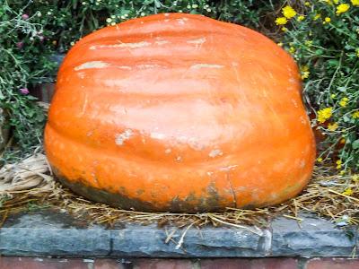 Of pumpkins, the Falcon Heavy, and Groucho Marx: High level discourse structure in ChatGPT