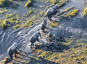 Safari Experiences Okavango Delta