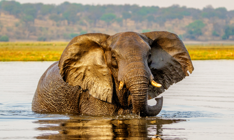 Top Safari Experiences In Okavango Delta