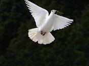 Purity Love Signified Dove