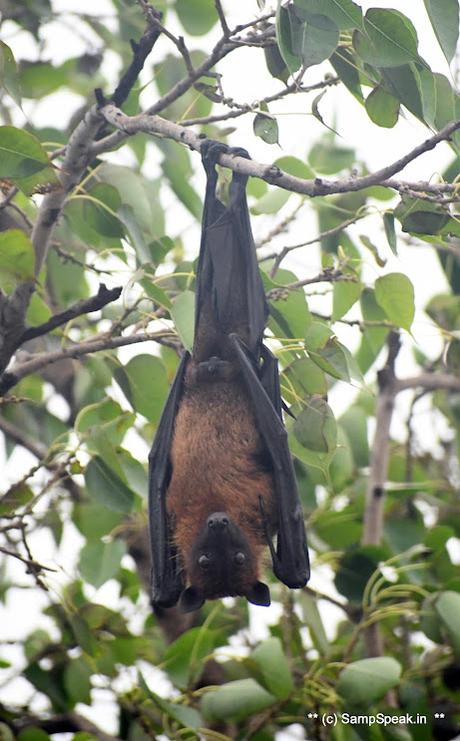 fruit bats ! swarm Triplicane !! fruit bats ! swarm Triplicane !!