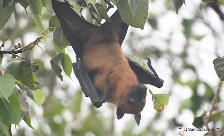 fruit bats ! swarm Triplicane !! fruit bats ! swarm Triplicane !!